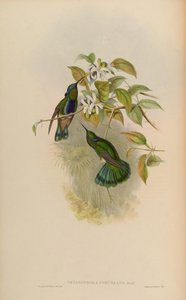 Petasophora coruscans by John Gould